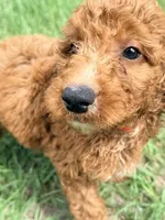 Jerry, a male Goldendoodle for sale in Chiefland, FL – 3 of 4