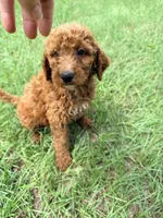 Jerry, a male Goldendoodle for sale in Chiefland, FL – 2 of 4