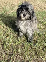Luke , a male Miniature Labradoodle for sale in Chiefland, FL – 4 of 7