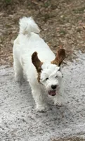 Gizmo, a male Goldendoodle for sale in Chiefland, FL – Photo 3 of 10