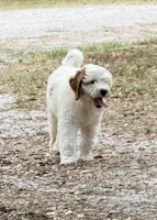 Gizmo, a male Goldendoodle for sale in Chiefland, FL – Photo 2 of 10