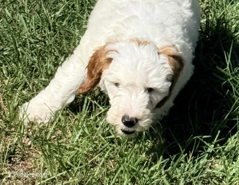 Gizmo – Goldendoodle puppy for sale in Chiefland, FL