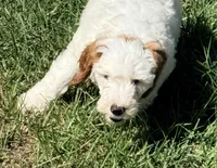 Gizmo, a male Goldendoodle for sale in Chiefland, FL – Photo 8 of 10