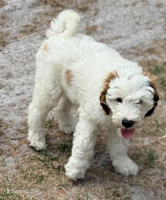 Gizmo, a male Goldendoodle for sale in Chiefland, FL – Photo 1 of 10