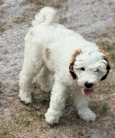 Gizmo, a male Goldendoodle for sale in Chiefland, FL – Photo 1 of 10