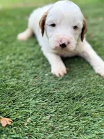 Gizmo, a male Goldendoodle for sale in Chiefland, FL – Photo 2 of 3