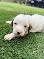 Gizmo, a male Goldendoodle for sale in Chiefland, FL – Photo 3 of 3