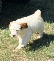 Gizmo, a male Goldendoodle for sale in Chiefland, FL – Photo 9 of 10