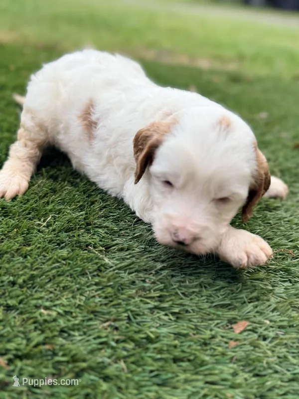 Gizmo – Goldendoodle puppy for sale in Chiefland, FL