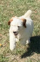 Gizmo, a male Goldendoodle for sale in Chiefland, FL – Photo 7 of 10