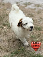 Gizmo, a male Goldendoodle for sale in Chiefland, FL – Photo 4 of 10