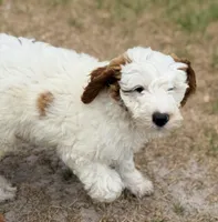 Gizmo, a male Goldendoodle for sale in Chiefland, FL – Photo 5 of 10