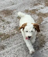 Gizmo, a male Goldendoodle for sale in Chiefland, FL – Photo 6 of 10