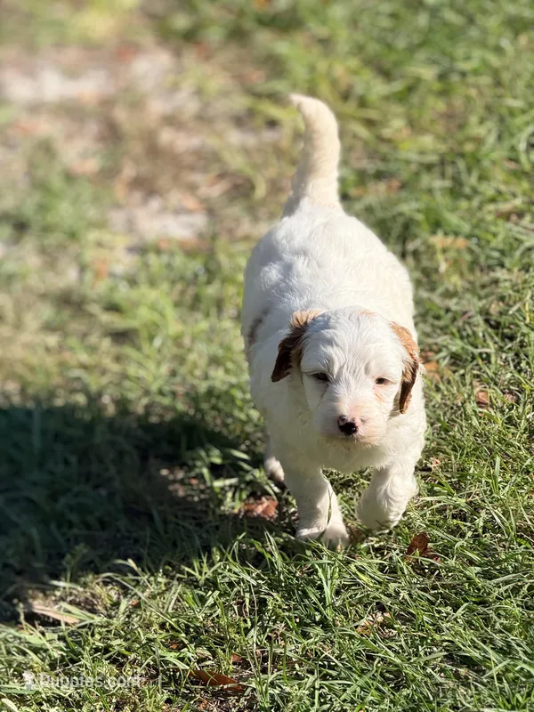 Gizmo – Goldendoodle puppy for sale in Chiefland, FL