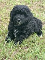 Ford, a male Miniature Aussiedoodle for sale in Chiefland, FL – 2 of 6