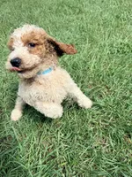 Georgie, a male Goldendoodle for sale in Chiefland, FL – 2 of 3