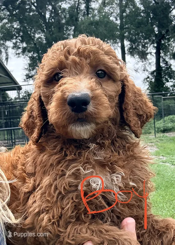 Jerry – Goldendoodle puppy for sale in Chiefland, FL