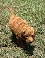 Kris, a male Goldendoodle for sale in Chiefland, FL – 2 of 4