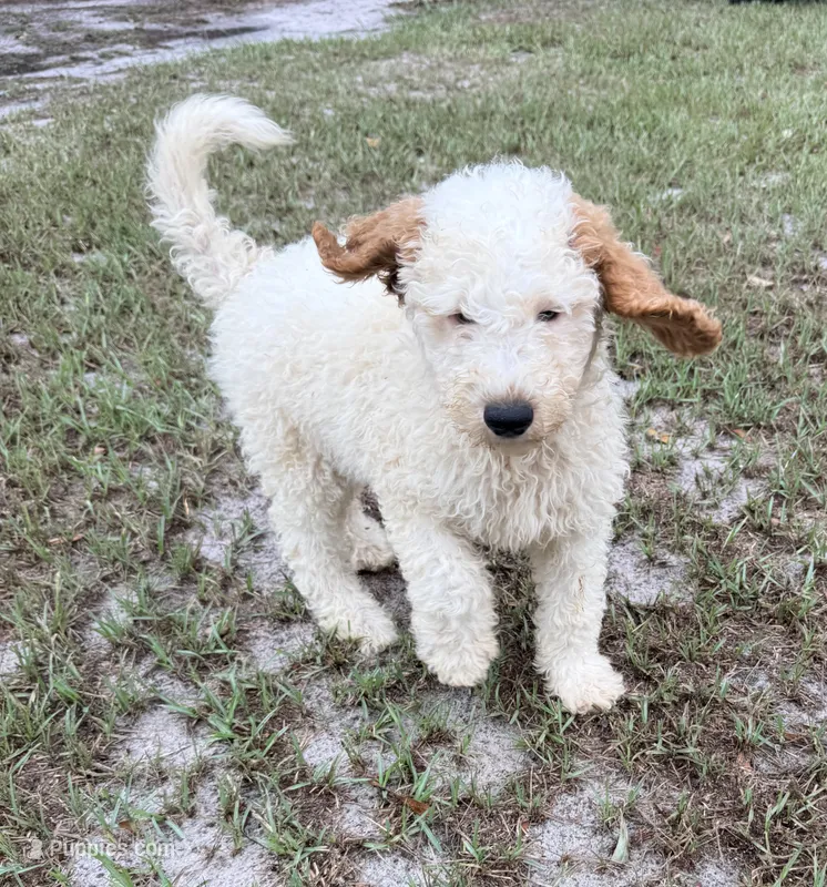 Kyle – Goldendoodle puppy for sale in Chiefland, FL