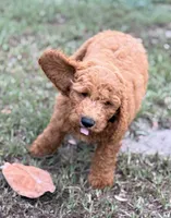 Kris, a male Goldendoodle for sale in Chiefland, FL – 6 of 10