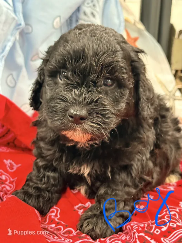 Ford, a male Miniature Aussiedoodle for sale in Chiefland, FL – 1 of 2