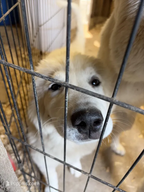Marshmallow  – Great Pyrenees puppy for sale in Westmoreland, TN