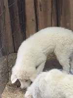 Marshmallow , a female Great Pyrenees for sale in Westmoreland, TN – Photo 2 of 2