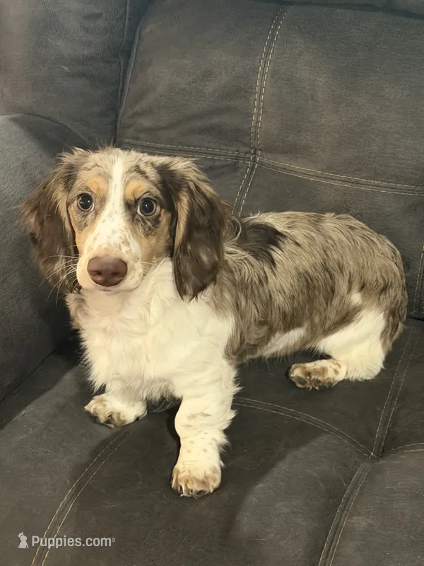 Hardy – Miniature Dachshund puppy for sale in Scottsville, KY