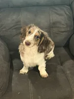 Hardy, a male Miniature Dachshund for sale in Scottsville, KY – 3 of 4