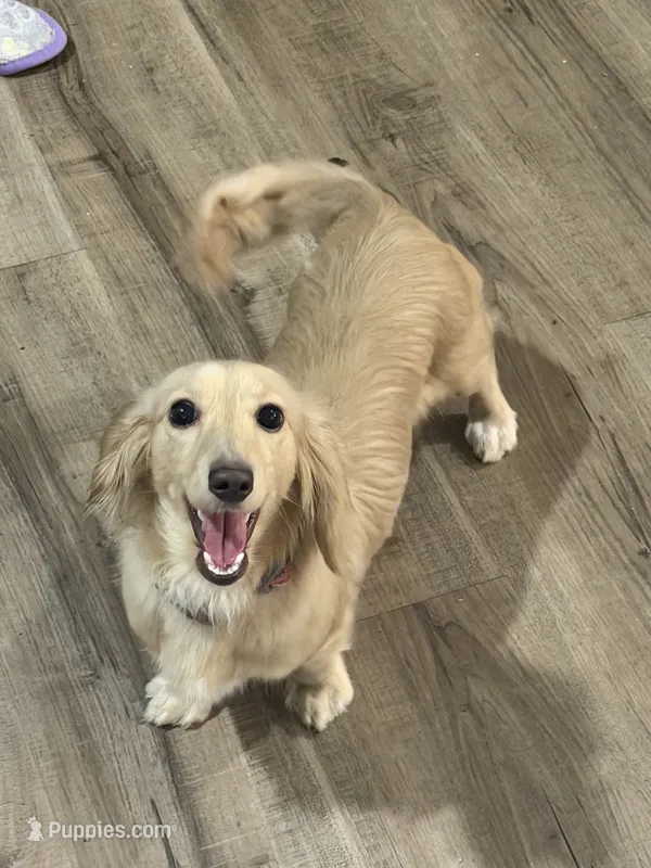 Ella – Miniature Dachshund puppy for sale in Scottsville, KY