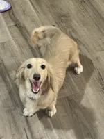 Ella, a female Miniature Dachshund for sale in Scottsville, KY – 1 of 4