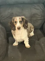 Hardy, a male Miniature Dachshund for sale in Scottsville, KY – 2 of 4