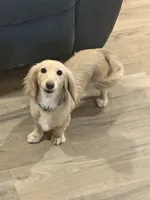 Ella, a female Miniature Dachshund for sale in Scottsville, KY – 3 of 4