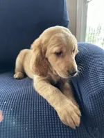 Brown collar , a male Golden Retriever and Golden Irish for sale in Waterford, ME – 4 of 4