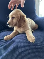 Brown collar , a male Golden Retriever and Golden Irish for sale in Waterford, ME – 2 of 4