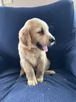 Blue collar, a male Golden Retriever and Golden Irish for sale in Waterford, ME – 2 of 3
