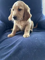 Brown collar , a male Golden Retriever and Golden Irish for sale in Waterford, ME – 3 of 4