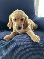 Brown collar , a male Golden Retriever and Golden Irish for sale in Waterford, ME – 1 of 4