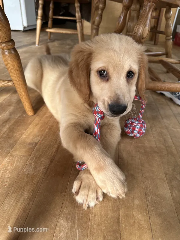 Blue collar – Golden Retriever, Golden Irish puppy for sale in Waterford, ME