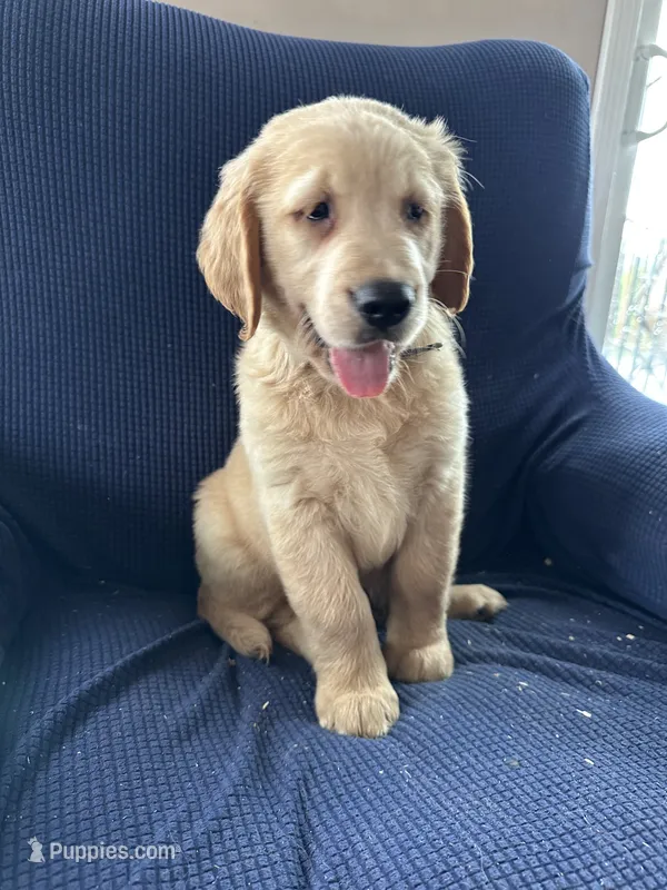 Blue collar – Golden Retriever, Golden Irish puppy for sale in Waterford, ME