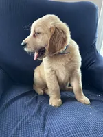 Blue collar, a male Golden Retriever and Golden Irish for sale in Waterford, ME – 3 of 3