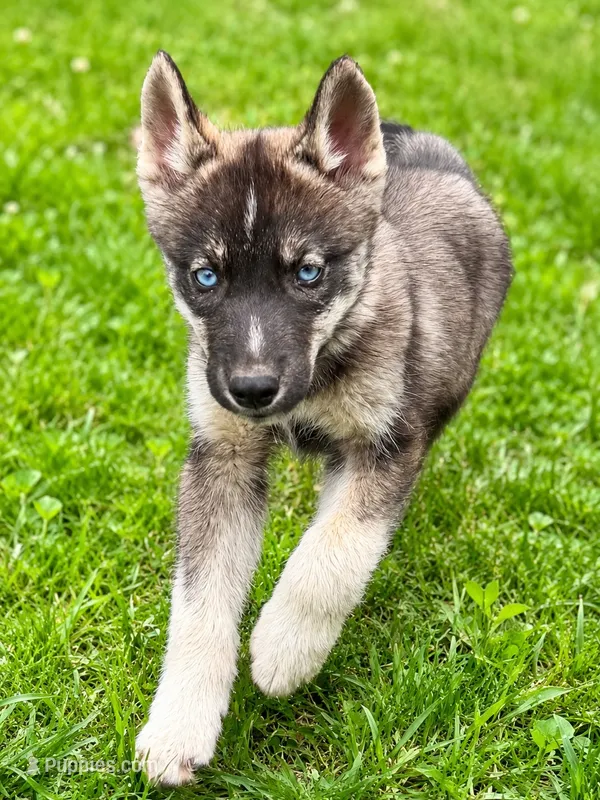 Mysterious – Belgian Malinois, Siberian Husky puppy for sale in High Point, NC