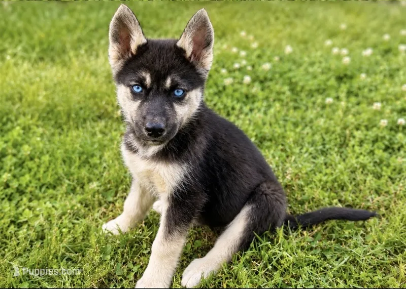 Icey – Belgian Malinois, Siberian Husky puppy for sale in High Point, NC