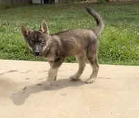 Mysterious, a male Belgian Malinois and Siberian Husky for sale in High Point, NC – 2 of 3