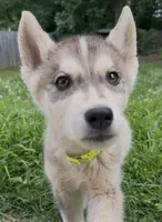 Thomasville, a male Belgian Malinois and Siberian Husky for sale in High Point, NC – 2 of 2