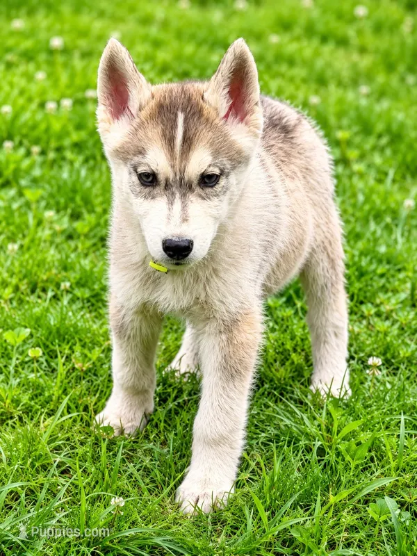 Thomasville – Belgian Malinois, Siberian Husky puppy for sale in High Point, NC