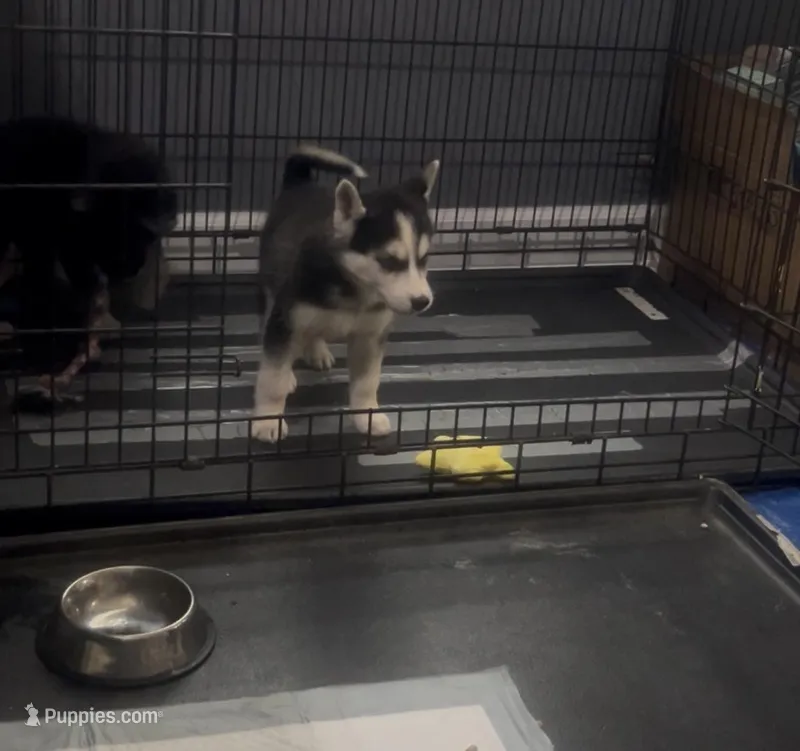 Bella – Belgian Malinois, Siberian Husky puppy for sale in High Point, NC
