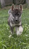 Mysterious, a male Belgian Malinois and Siberian Husky for sale in High Point, NC – 3 of 3