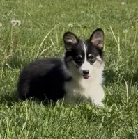 Sahara “Josie”, a female Pembroke Welsh Corgi for sale in Paxton, IL – 6 of 10