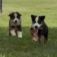 Bambi friendly, a female Miniature American Shepherd for sale in Paxton, IL – 3 of 8